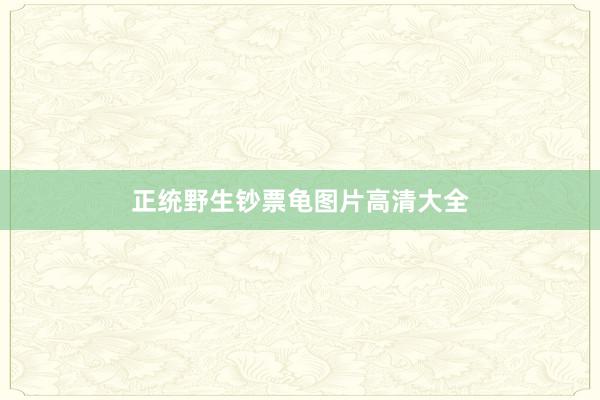 正统野生钞票龟图片高清大全
